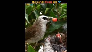 Worlds Stupid Bird  Cockoo parasite Bird [upl. by Ssyla469]