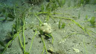 Dwarf Frogfish Takes A Stroll Through Green Feather Algae Blue Heron Bridge Palm Beach County [upl. by Emorej]