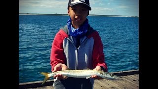 MARION BAY amp STENHOUSE BAY  Snook amp Squid [upl. by Fleece947]