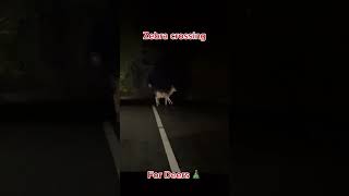 Deers crossing road at night shorts deers deerhunting bambi [upl. by Yenttihw]