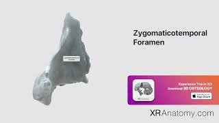 Zygomaticotemporal Foramen of Zygomatic Bone [upl. by Akilak]