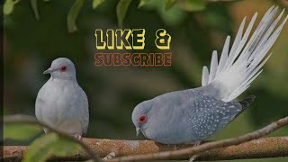 Dove House Upgrade views birds budgiesvlog birdbreeding pigeon dove birdslover reels [upl. by Selry]