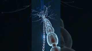 Synaptic transmission animation  Neuron Synapses In Our Brain shorts [upl. by Aisset820]