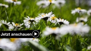 FOTOGRAFIEREN IM FRÜHLING TUTORIAL  TIPPS amp TRICKS [upl. by Lahcym]