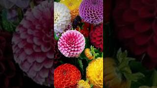 How to grow Dahlia flower from seeds💯shorts​ youtubeshorts​ gardening​ viral​ dahlias​ song [upl. by Stillman752]