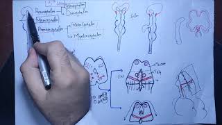 Neuroanatomy Chapter 18Development of forebrain part 1neurologyembryology of cnscnsmbbsbds [upl. by Spooner]