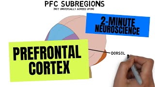 2Minute Neuroscience Prefrontal Cortex [upl. by Ybeloc]