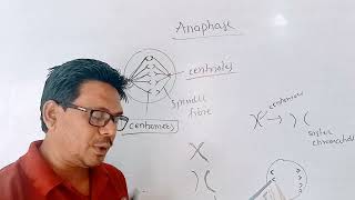 mitosis  anaphase class 10 science chapter 2 life processes in living organisms part 1 [upl. by Hannaj773]