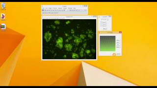 ImageJ Tutorial How to convert greyscale to FITC [upl. by Henryetta]