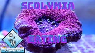 Scolymia Coral Eating [upl. by Sanoy]