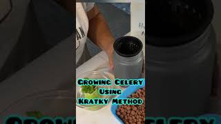 Growing Celery from Store Bought using the Kratky Method shorts [upl. by Leanne]