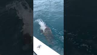 Giant Grouper Eats my Fish Shorts [upl. by Scevour]