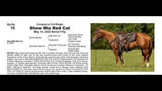 Pitzer Ranch Fall Sale 2024 Lot 19 SHOW MIA RED CAT [upl. by Mannuela249]