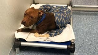 Abandoned Dog Is Too Sad To Sleep At Shelter Until Caretaker Discovers What He Needs [upl. by Narmak]