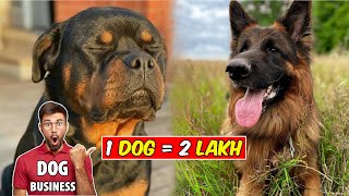 Dog Farming Business  How To Start Dog Breeding Business [upl. by Rizzi]