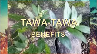 TAWA TAWA BENEFITS ALAMIN  Euphorbia Hirta  SupremaLou [upl. by Abibah]