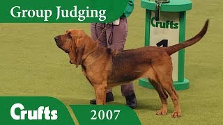 Bloodhound wins Hound Group Judging at Crufts 2007 [upl. by Naahs667]