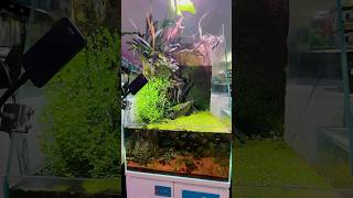 Waterfall Aquarium set up  New fish tank ideas Malayalam aquarium fishingfreaks meenpidutham [upl. by Airitac]