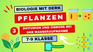 Pflanzen  3  Diffusion und Osmose bei der Wasseraufnahme  7  9 Klasse [upl. by Reaht]