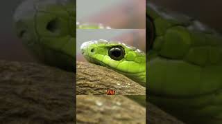 The Deadliest Snakes in the World and Their Lethal Bites  Boomslang Part02 [upl. by Tol]