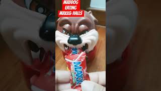 Maddog eating maxxamphalls ASMR satisfying youtubeshorts viralvideo trending shorts short [upl. by Ulrika]