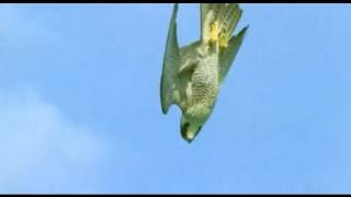 Pigeon vs Peregrine Falcon  Animals The Inside Story  BBC [upl. by Lolanthe313]