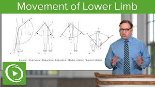 Lower Limb Movements of the Hip Knee and Ankle Joint – Anatomy  Lecturio [upl. by Ardnahcal]