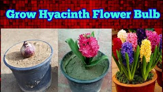 grow hyacinth flower bulb at home with update till flowering [upl. by Hoashis]