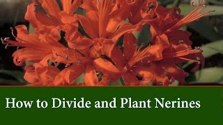 How to Grow and Divide Nerines  Varieties and Flower Colours [upl. by Lynne129]