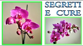 ORCHIDEA tutti i trucchi ed i segreti per curarla farla fiorire e riprodurre orchidee phalenopsis [upl. by Sanjay]