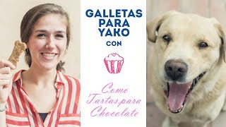 Receta muy fácil de galletas para perros con Como Tartas Para Chocolate ¿Le gustarán a Yako [upl. by Nnaeoj644]