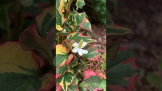 Chameleon Plant Houttuynia cordata gardening plants shorts [upl. by Lokim]