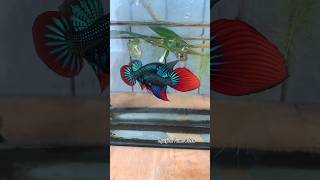 wild beauty betta imbellis🐠🙀🤩bettafishtank betta wildbetta [upl. by Nnauol91]