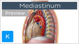 Mediastinum Anatomy amp Contents preview  Human Anatomy  Kenhub [upl. by Susie]