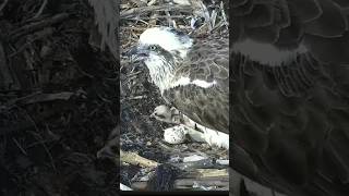 Osprey mom calling dad for fish 🐟 ospreynest osprey birds nature shorts breakfast [upl. by Aurora604]