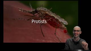 Protists What are they How do they cause disease [upl. by Yecart381]