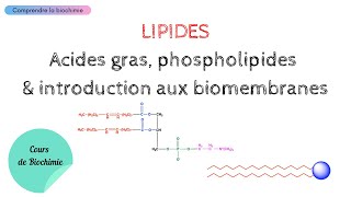 LIPIDES  Acides gras Phospholipides et Membranes biologiques  Biochimie Facile [upl. by Naesad252]