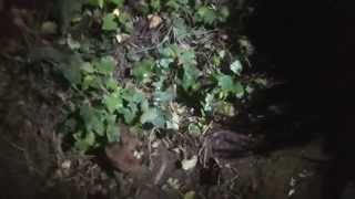 Patterdale terrier catching a raccoon [upl. by Assetal]