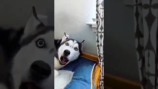 Huskies are pro at saying NO🤣 The Most Dramatic Huskies  Normal dogs vs Huskies 🤣 husky shorts [upl. by Tracee]