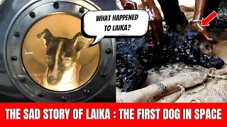 The Story of Laika The First Dog in Space What Happened to Laika [upl. by Joella343]