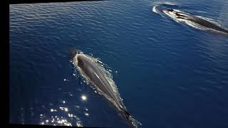 Ballena defecando en la Costa del Garraf  Mayo 2017 [upl. by Ahsiet247]