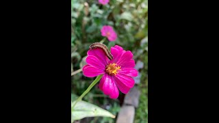 YellowStriped Armyworm Caterpillar feeding on a Zinnia bloom [upl. by Rumilly622]