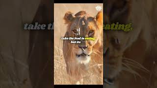 Meet the Real Hunting Queens lion lions animal lionking king shortsfeed shorts factsvideo [upl. by Alyse]