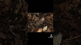 My current Isopod collection isopod video bioactive springtail breeding fyp cleanupcrew [upl. by Yenitsed]