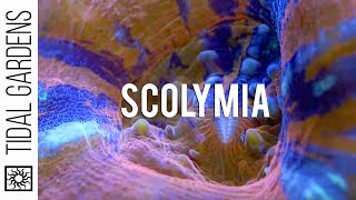 Scolymia Button Corals [upl. by Seely]