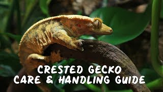 COMPLETE Care amp Handling CRESTED GECKO Guide [upl. by Id]