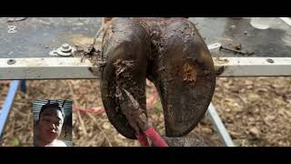 horse feet viralvideo animals rescueanimals horse cawfeetawk [upl. by Pedrick663]