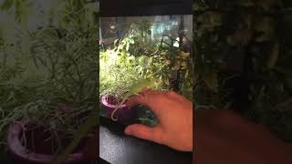 Veiled Chameleon Meet Greedo [upl. by Weksler757]