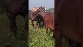 Stallion is interested in mares । Horse meeting [upl. by Mac342]