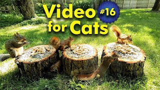 TV for Cats  Backyard Squirrel Watching  Video 16 [upl. by Mishaan354]